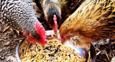 Jak správně dát kvásek kuřatům doma